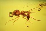 Fossil Ant & Wasp In Baltic Amber #38893-3